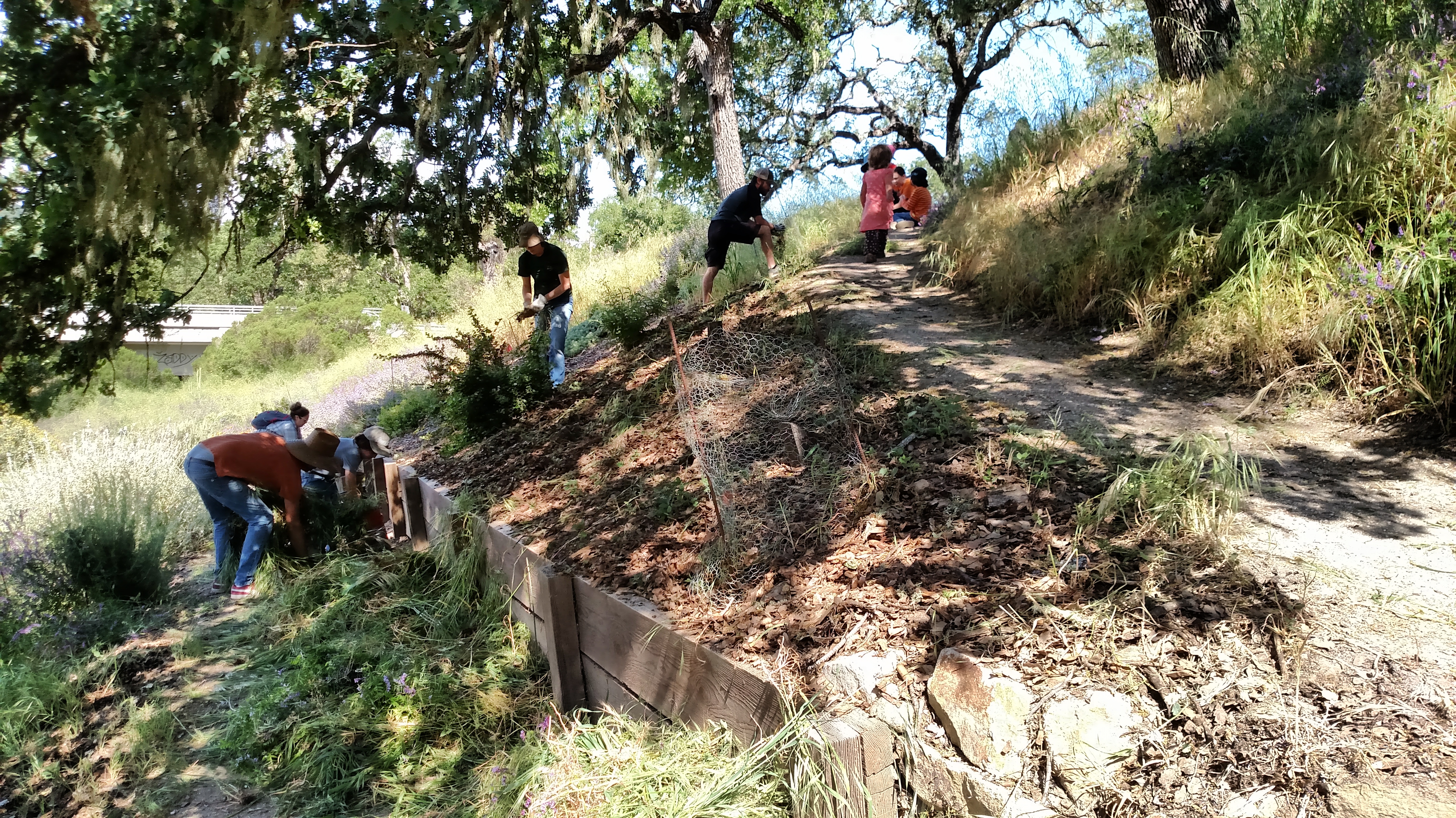 Weeding the Bill Shepard Native Garden!